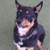 Photo of Koda