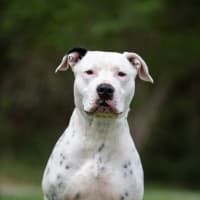 Photo of Houdini