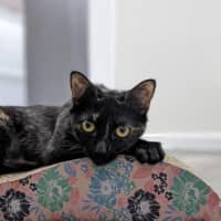 Photo of Hazel & Olive  Located In Keilor Downs