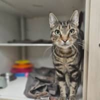 Photo of Archie