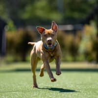 Photo of Butternut Imp 2387