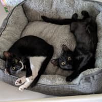 Photo of Kiki (With Nemo)