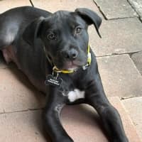 Photo of Kuro