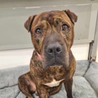 Photo of Buddy