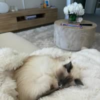 Photo of Star