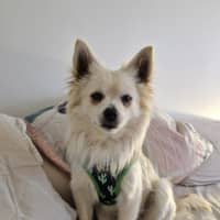 Photo of Dumpling   10 Month Old Pomeranian X Spitz