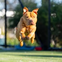 Photo of Theo Imp 690