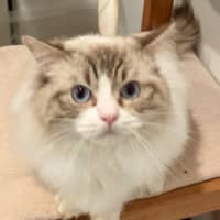 Photo of Fudge
