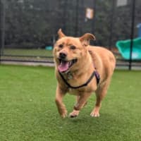 Photo of Goldie