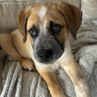 Photo of Oakley   12 Week Old Cattle Dog X Mastiff (Trial)