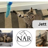 Photo of Jett 