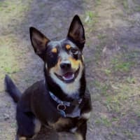 Photo of Leo   3 Year Old Kelpie X Cattle Dog