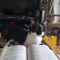 Photo of Lily