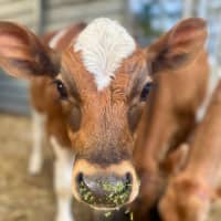 Photo of Alvin, Simon & Theodore