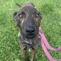 Photo of Stella Rose