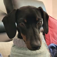 Photo of Honey   Puppy   3.5kg