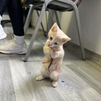 Photo of Simba
