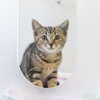 Photo of Cheshire