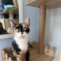Photo of Savannah