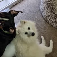 Photo of Tsuki