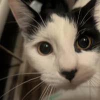 Photo of Lentil