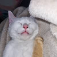 Photo of Finnick 💙