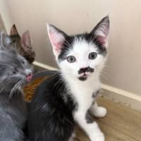 Photo of Flirt Meet Me At Petstock Chelsea