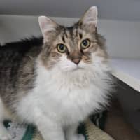 Photo of Lé Chonk 