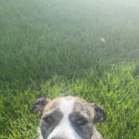 Photo of Lucy *$350 Adoption Fee*