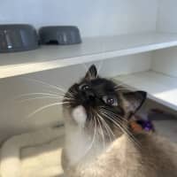 Photo of Sarge