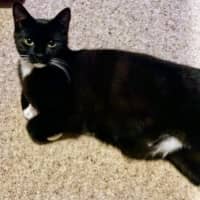 Photo of Boone