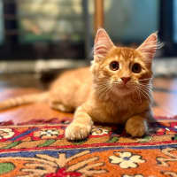 Photo of Salsa   In Foster Care In Brunswick East