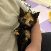 Photo of Kori **2nd Chance Cat Rescue**