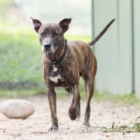 Photo of Ozzie