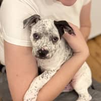 Photo of Charlie   10 Week Old Cattle Dog X