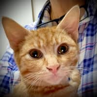 Photo of Kitsu