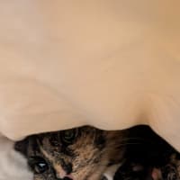 Photo of Pepper