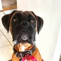Photo of Tyson