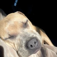Photo of Lyra