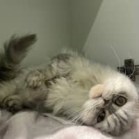Photo of Melba