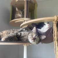 Photo of Juniper And Jinn