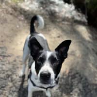 Photo of Dozer
