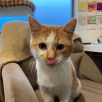Photo of Marigold