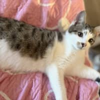 Photo of Archer