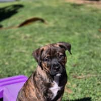 Photo of Snickers
