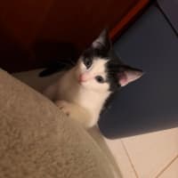 Photo of Oreo