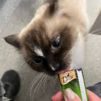 Photo of Neapolitan  Meet Me At Petstock Birkenhead Point