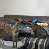 Photo of Meg (Little Meg)