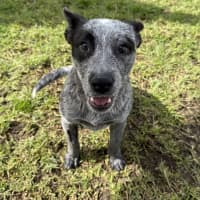 Photo of Luna