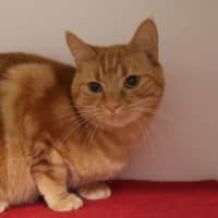 Photo of Amos